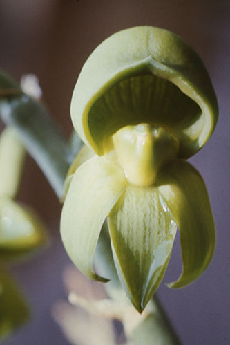 Catasetum discolor